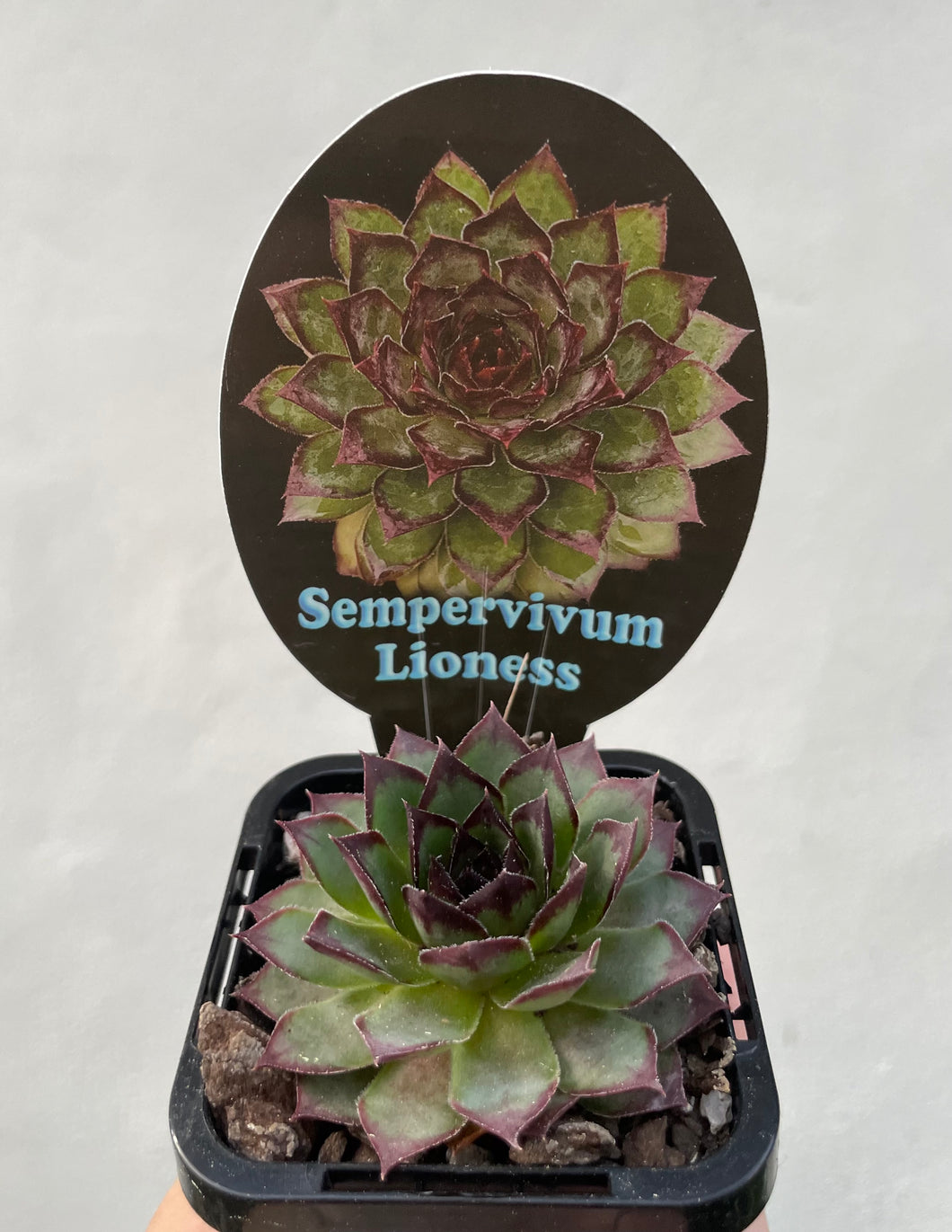 Sempervivum lioness in 7cm pot