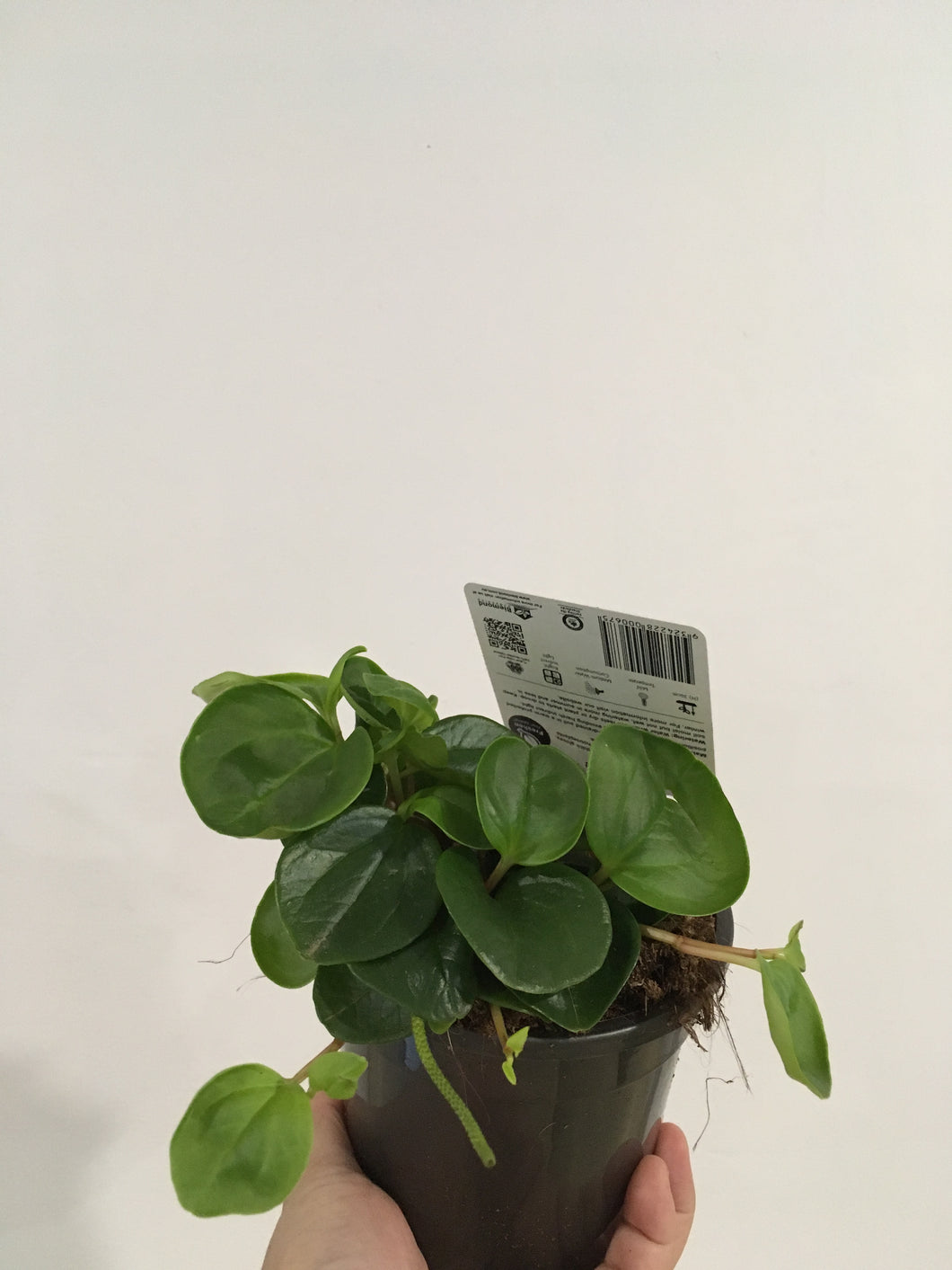 Peperomia orba in 13cm pot