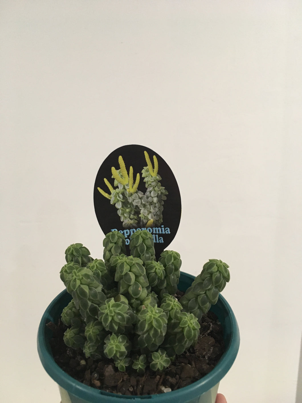 Peperomia columella in 13cm pot