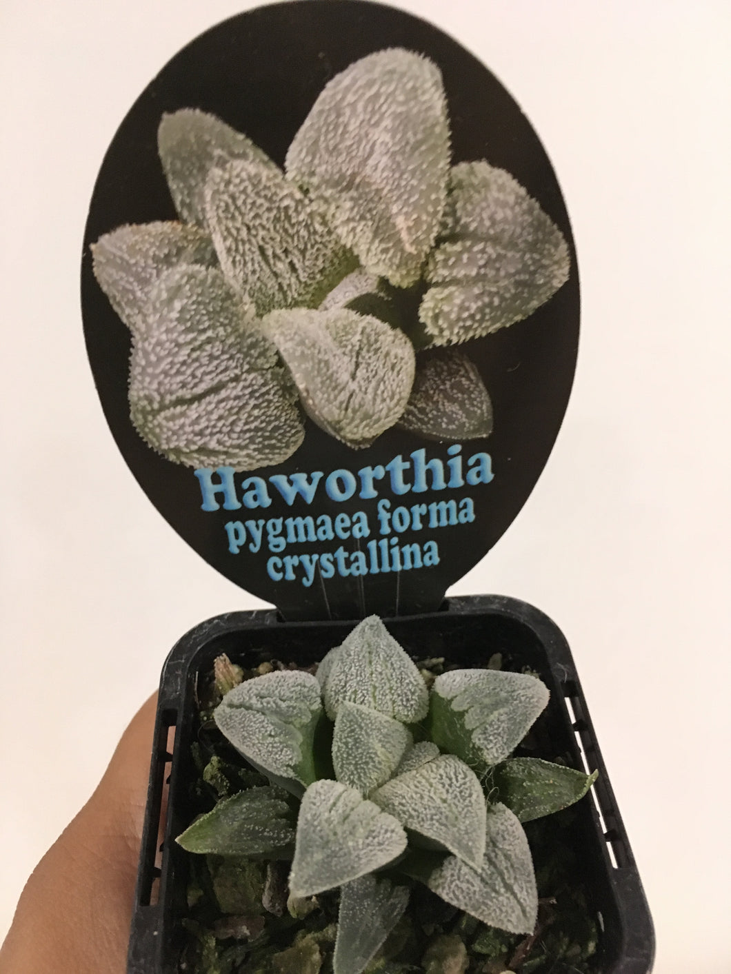 Haworthia pygmaea forma crystallina in 7cm pot