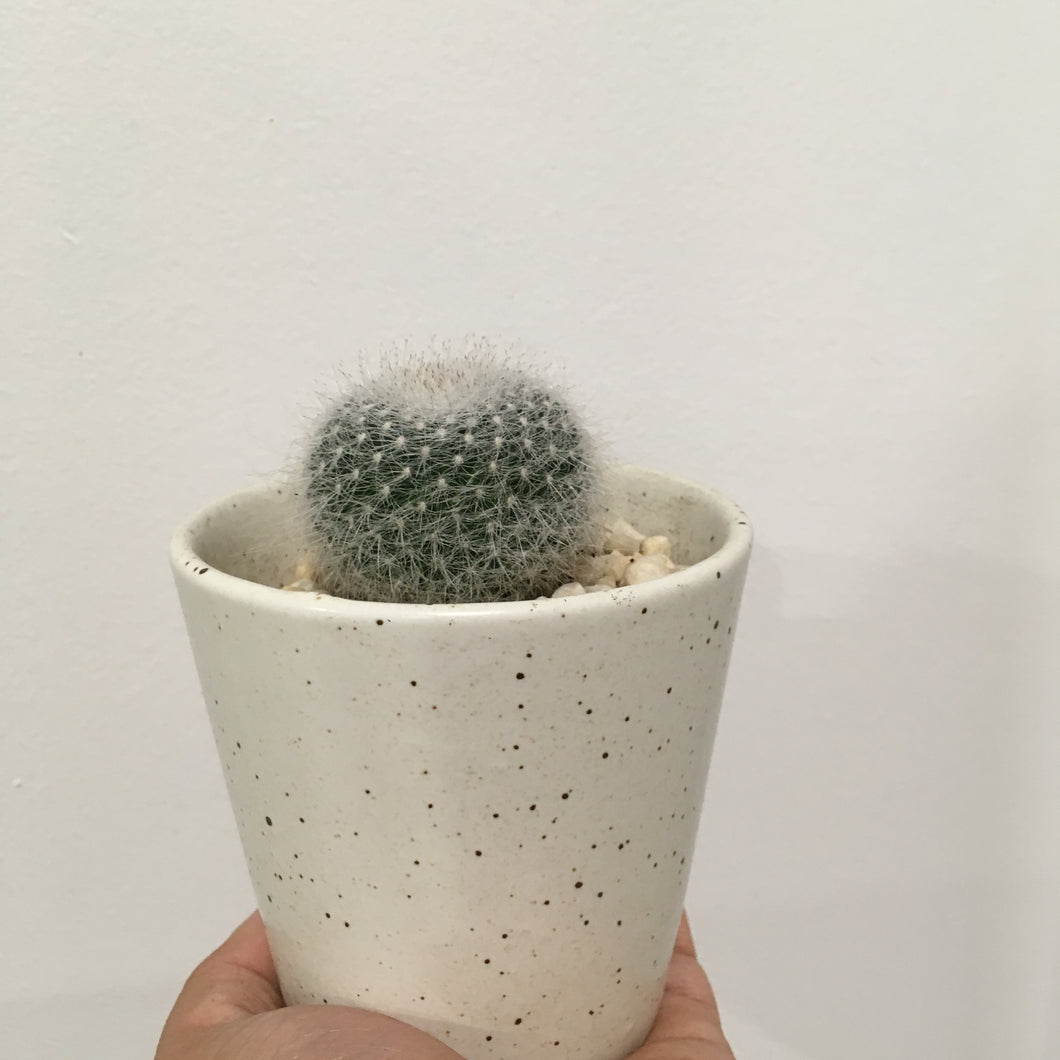 M.hahniana Superba in 8cm ceramic pot