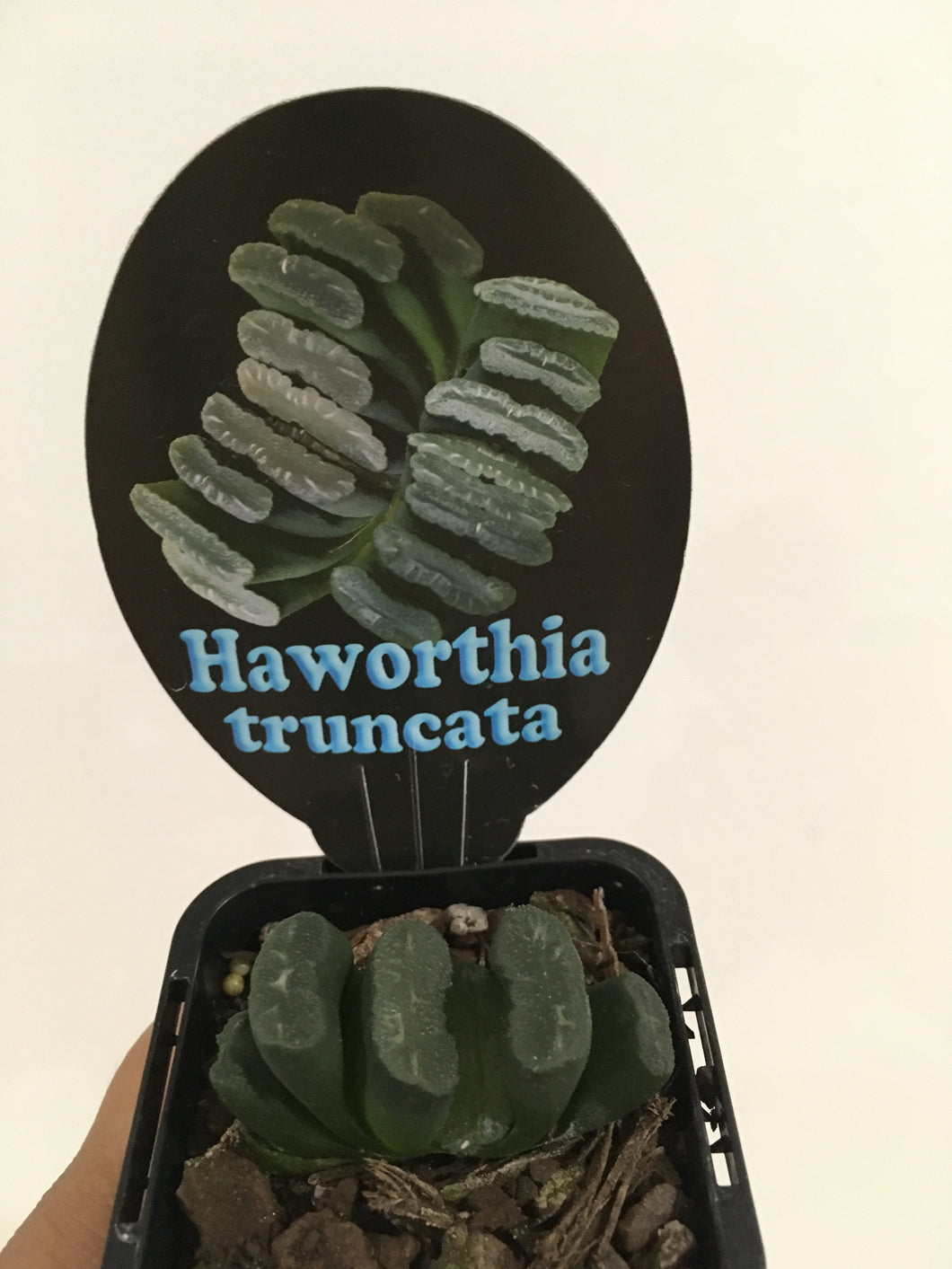 Haworthia truncata in 7cm pot