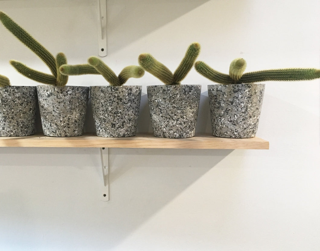 Cleistocactus in 12cm nursery pot