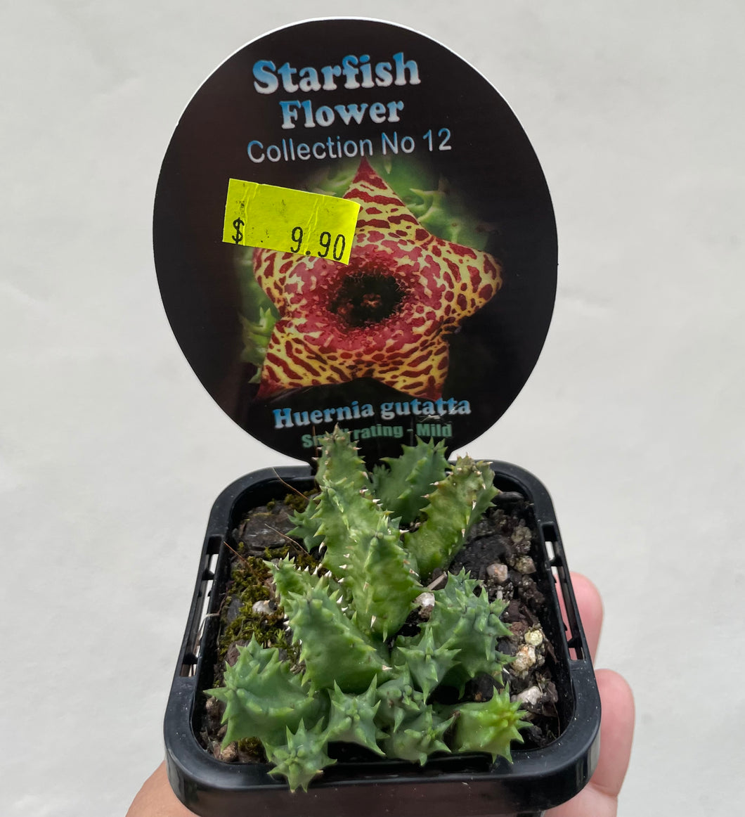 Starfish plant - Huernia guttata in 7cm pot