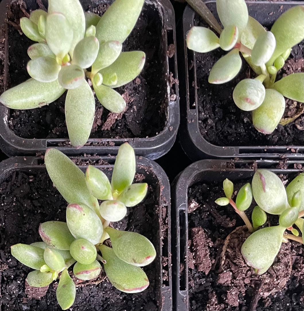 Cotyledon pixie beans in 7cm pot