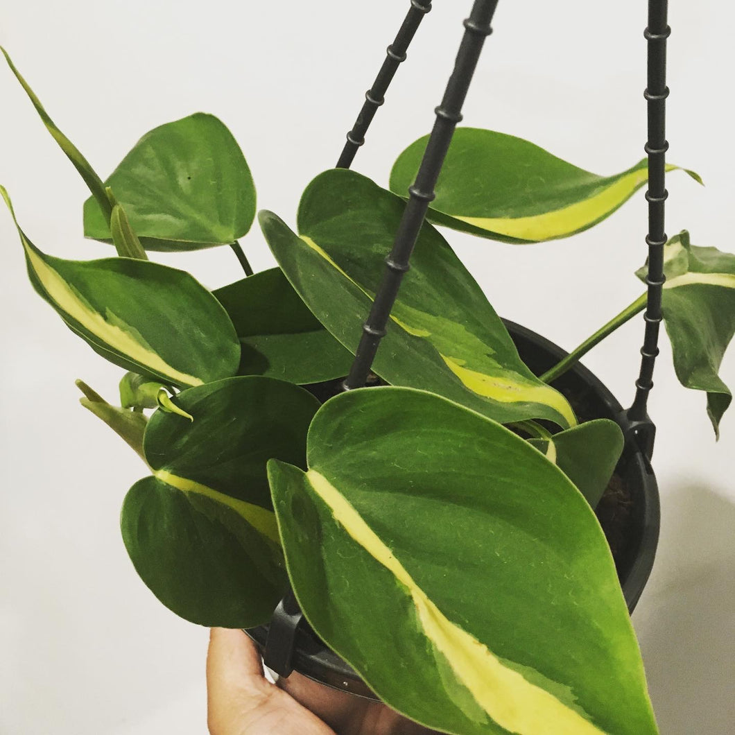 Philodendron Brasil in 15cm pot