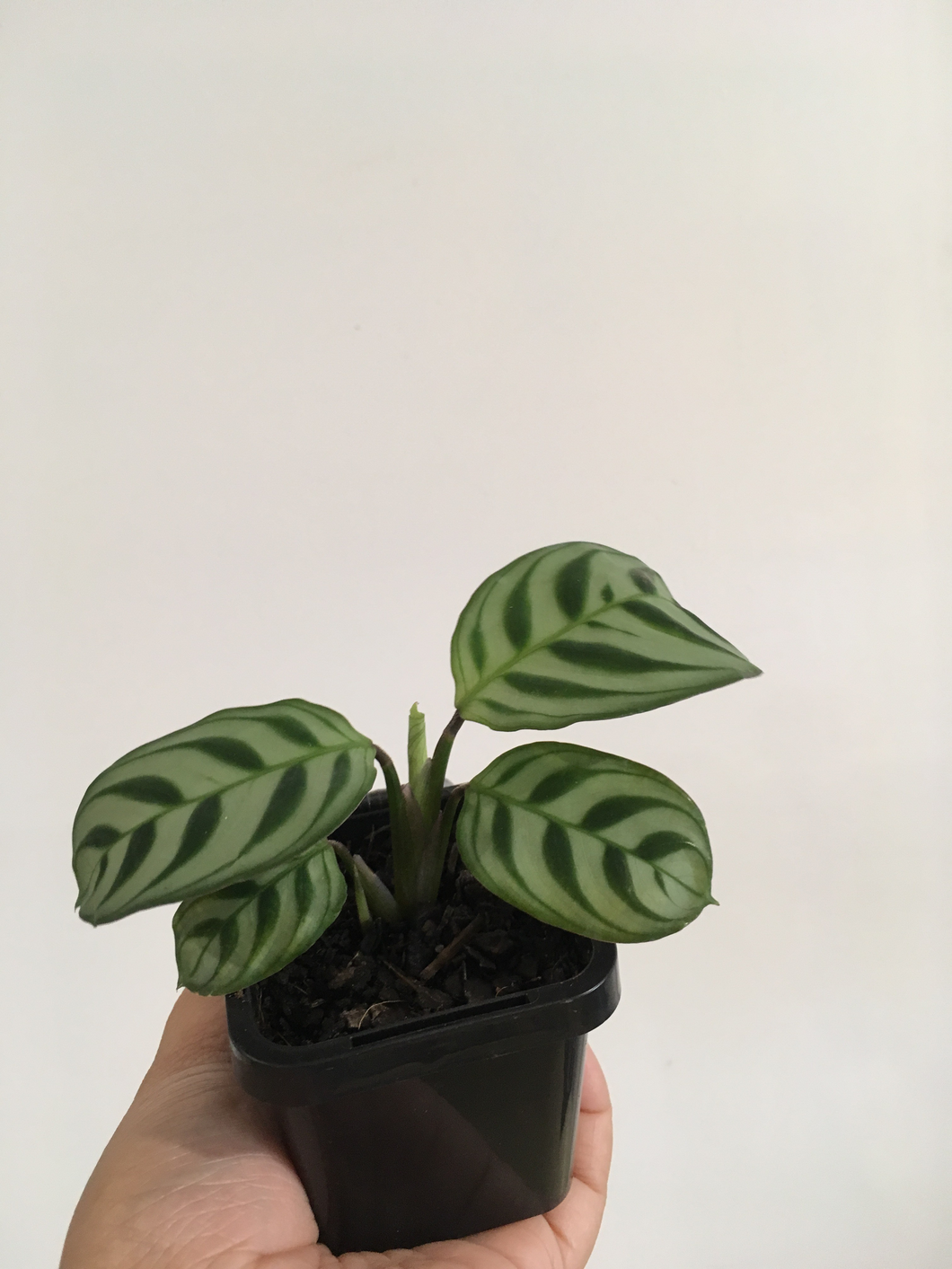 Ctenathe Burl Marxii in 7cm pot