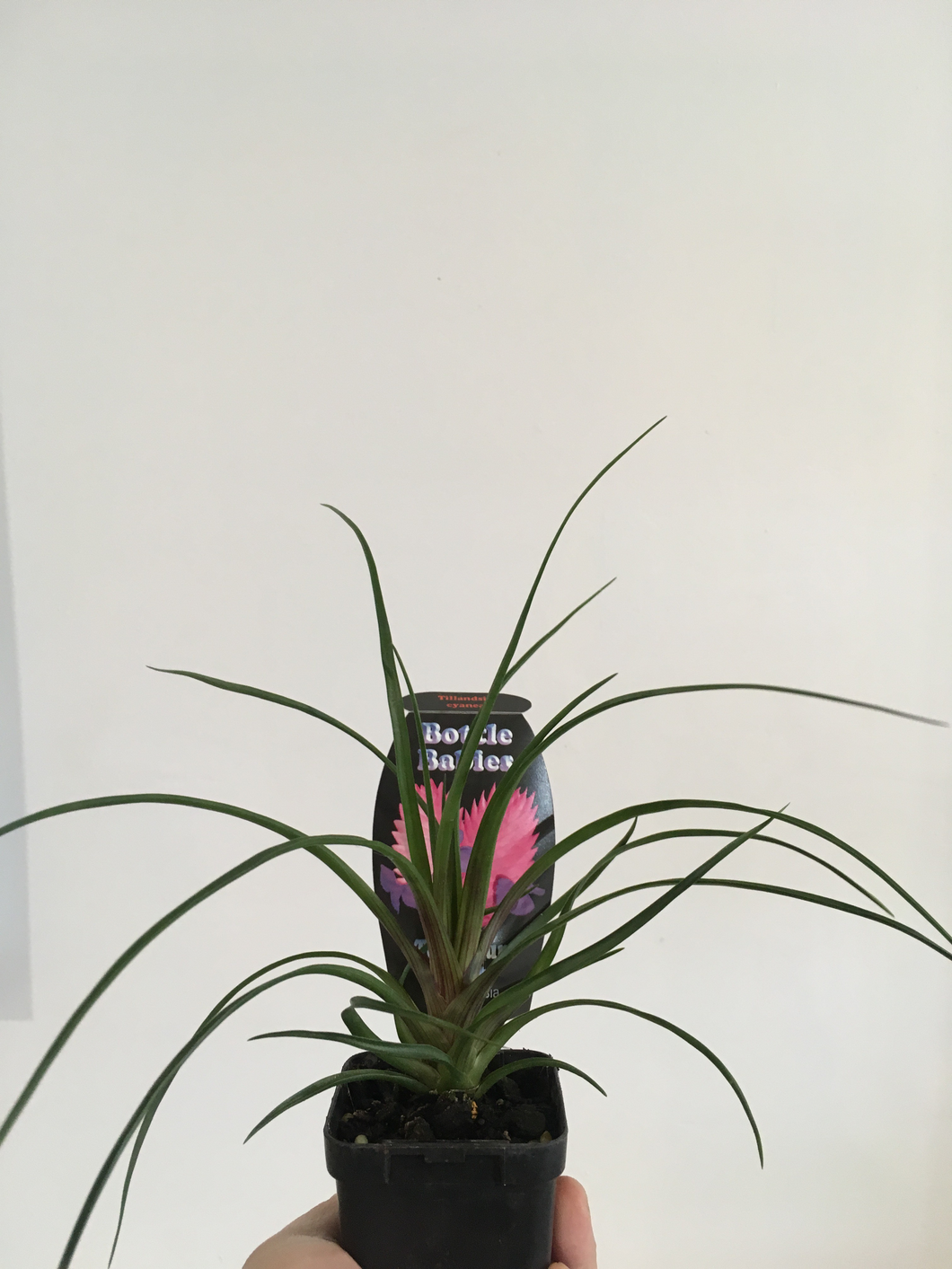 Tillandsia Cyanea in 7cm pot