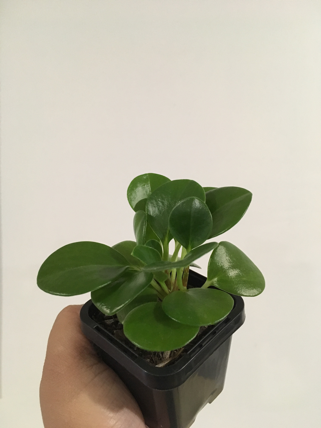 Peperomia Obtusifolia in 7cm pot