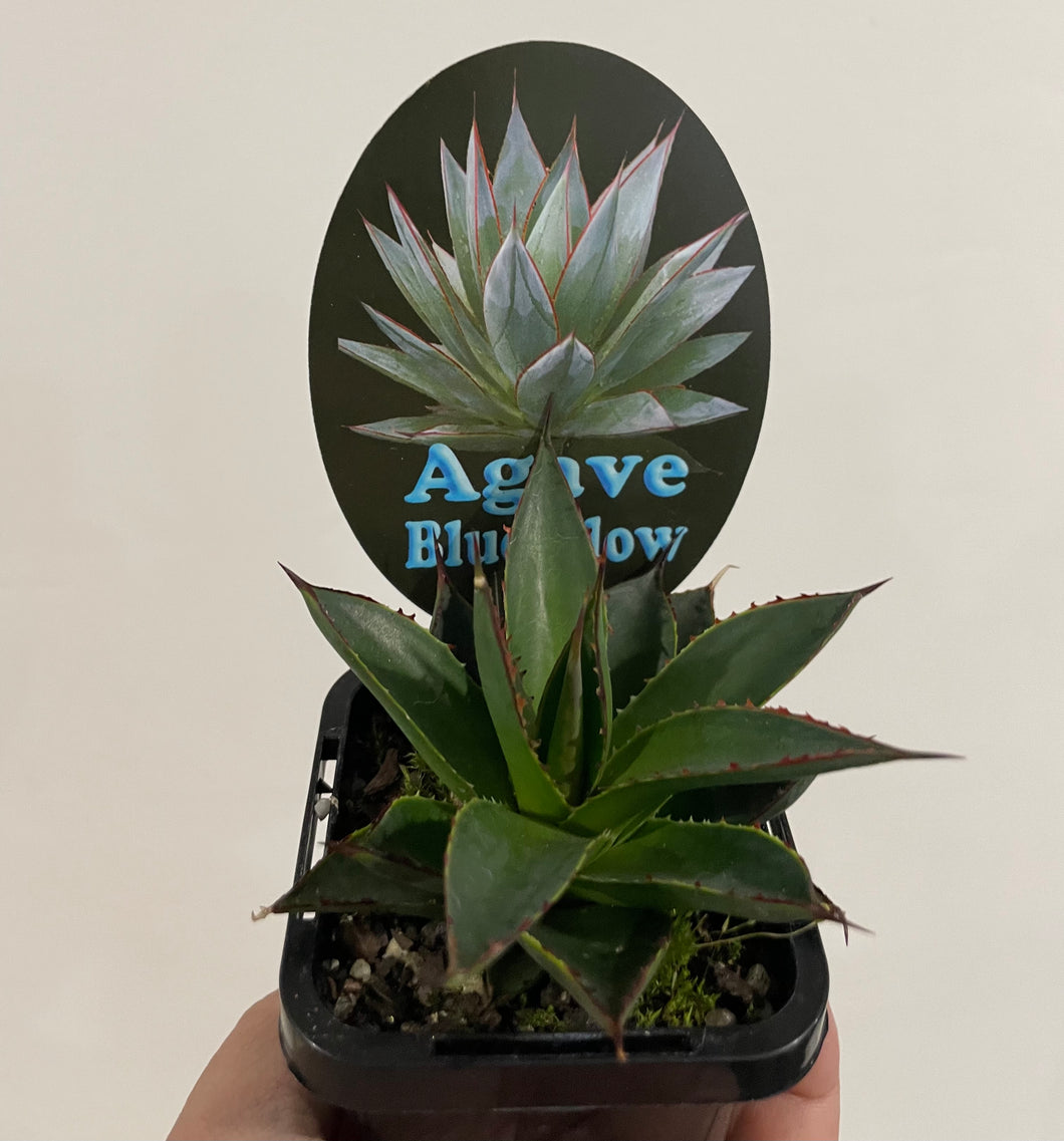 Agave Blue Glow in 7cm pot
