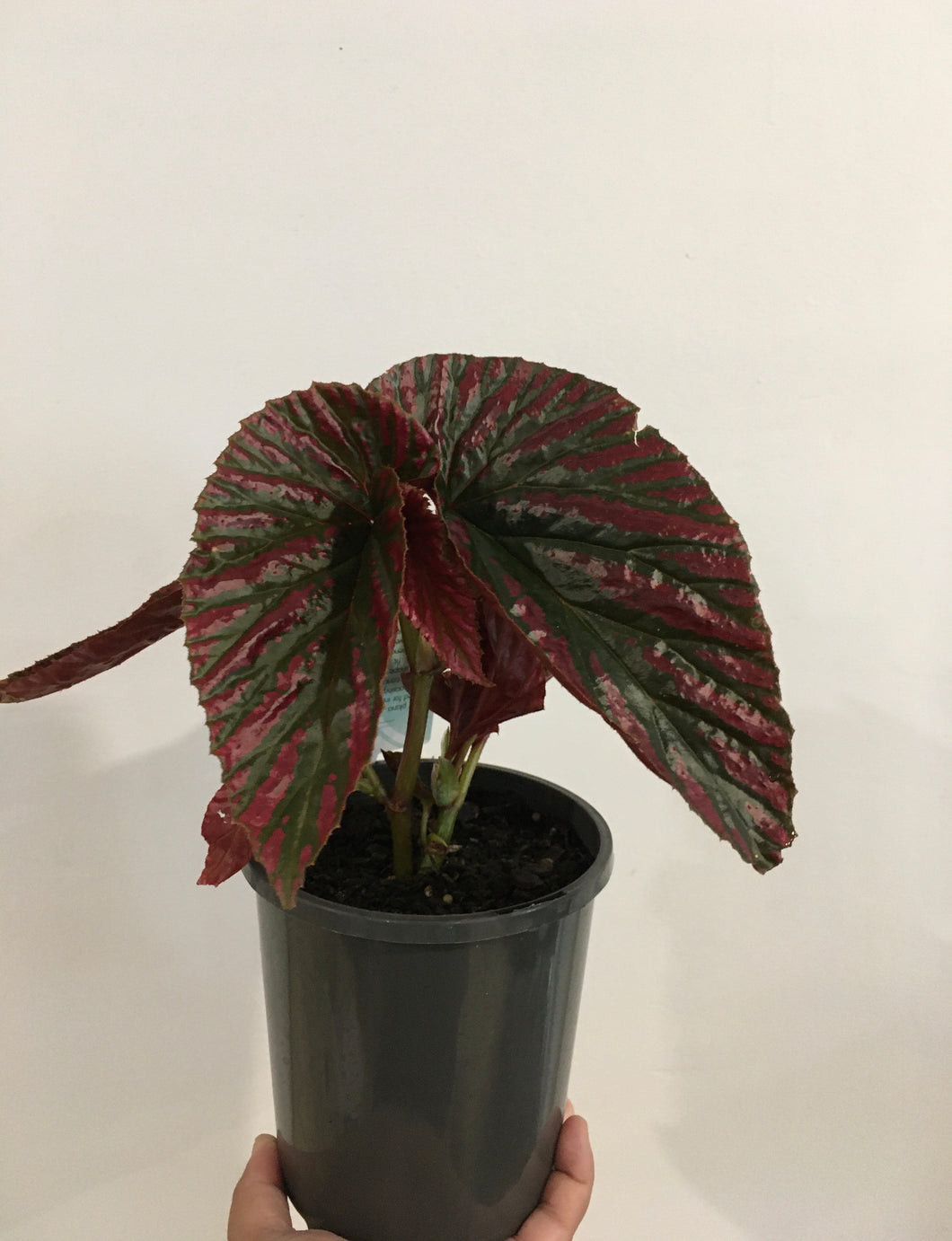 Clearance - Begonia Rex Exotica in 14cm pot