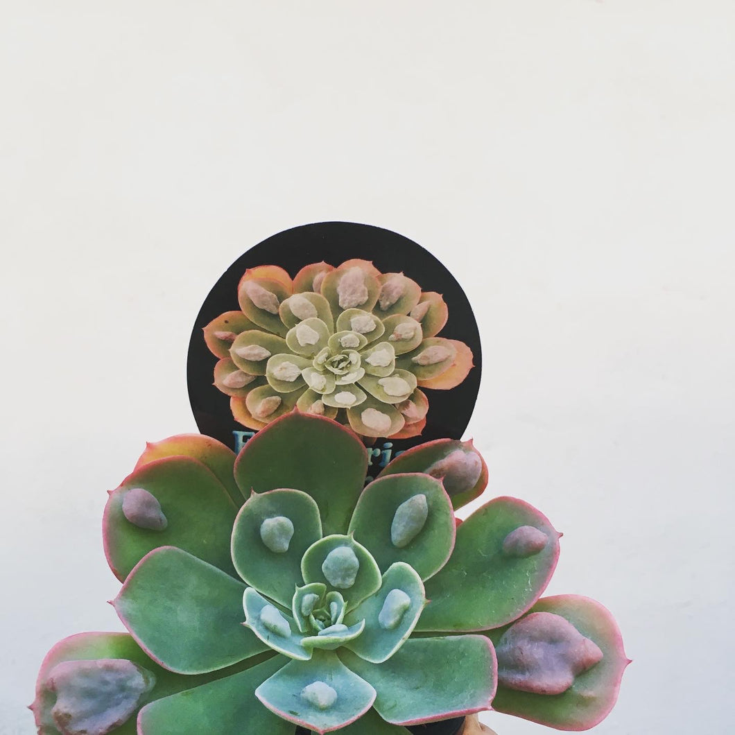 Echeveria raindrops - 7cm pot - more established