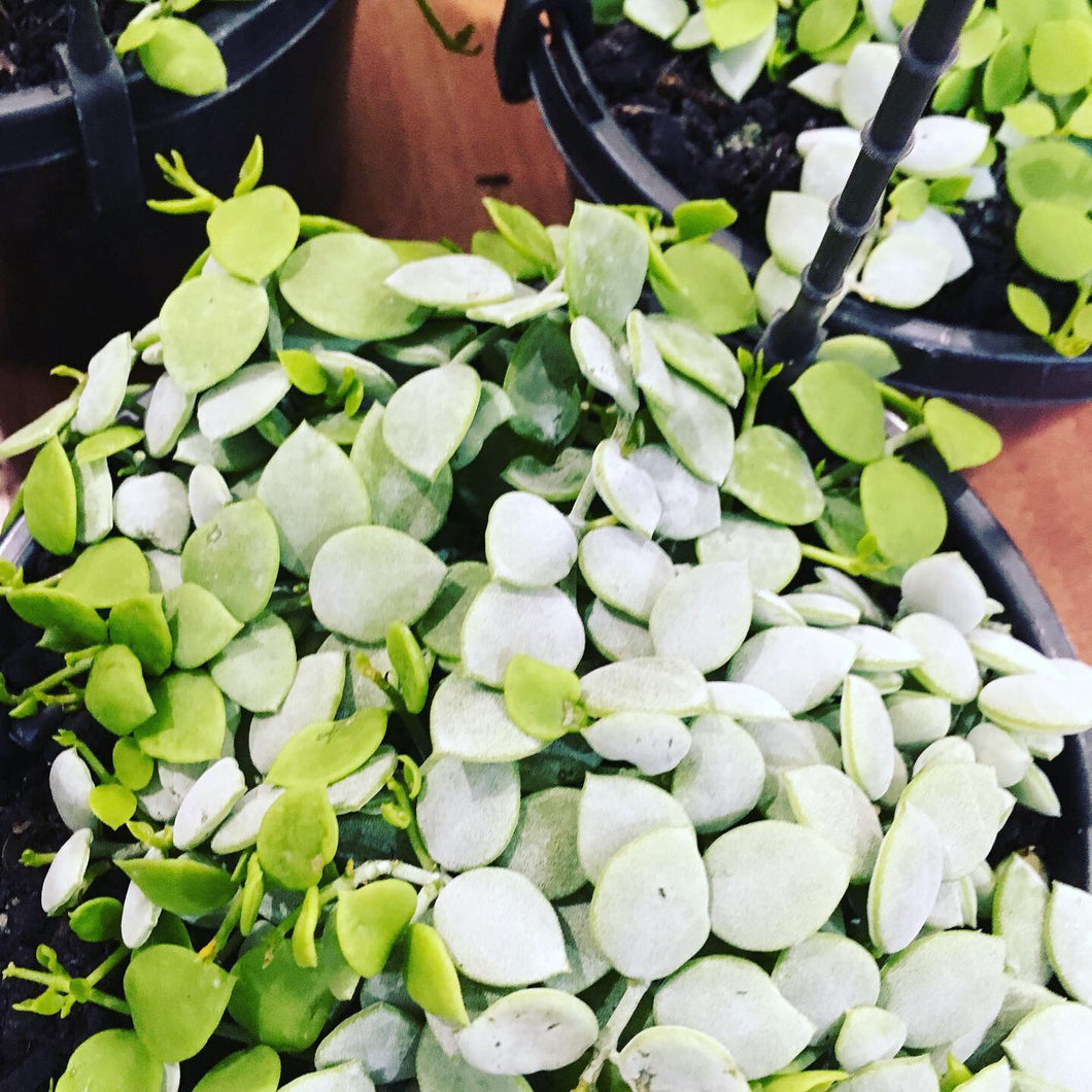 Dischidia nummularia  or String of Nickles in 15cm pot