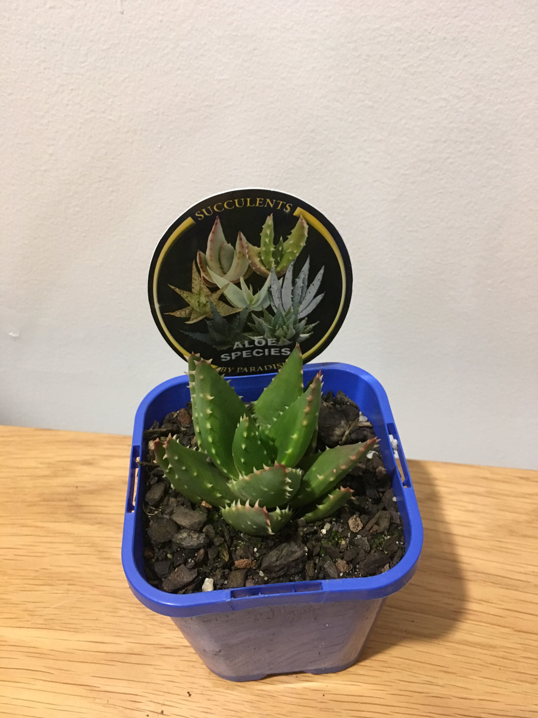 Aloes Species in 10cm pot