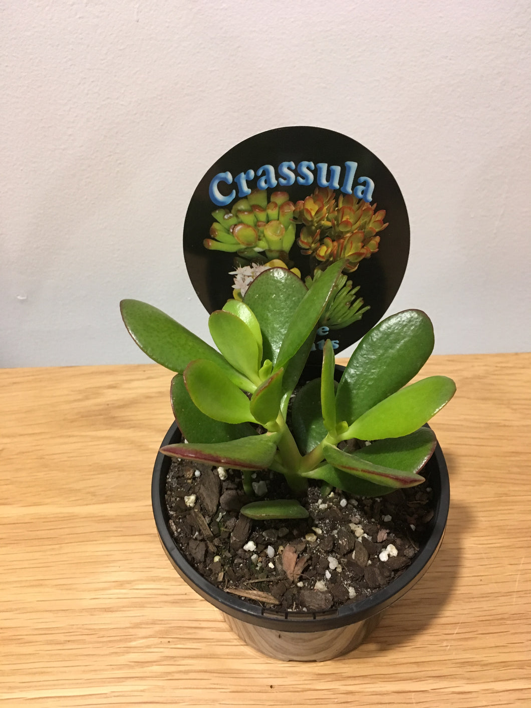 Crassula Jade Plant in 12cm pot