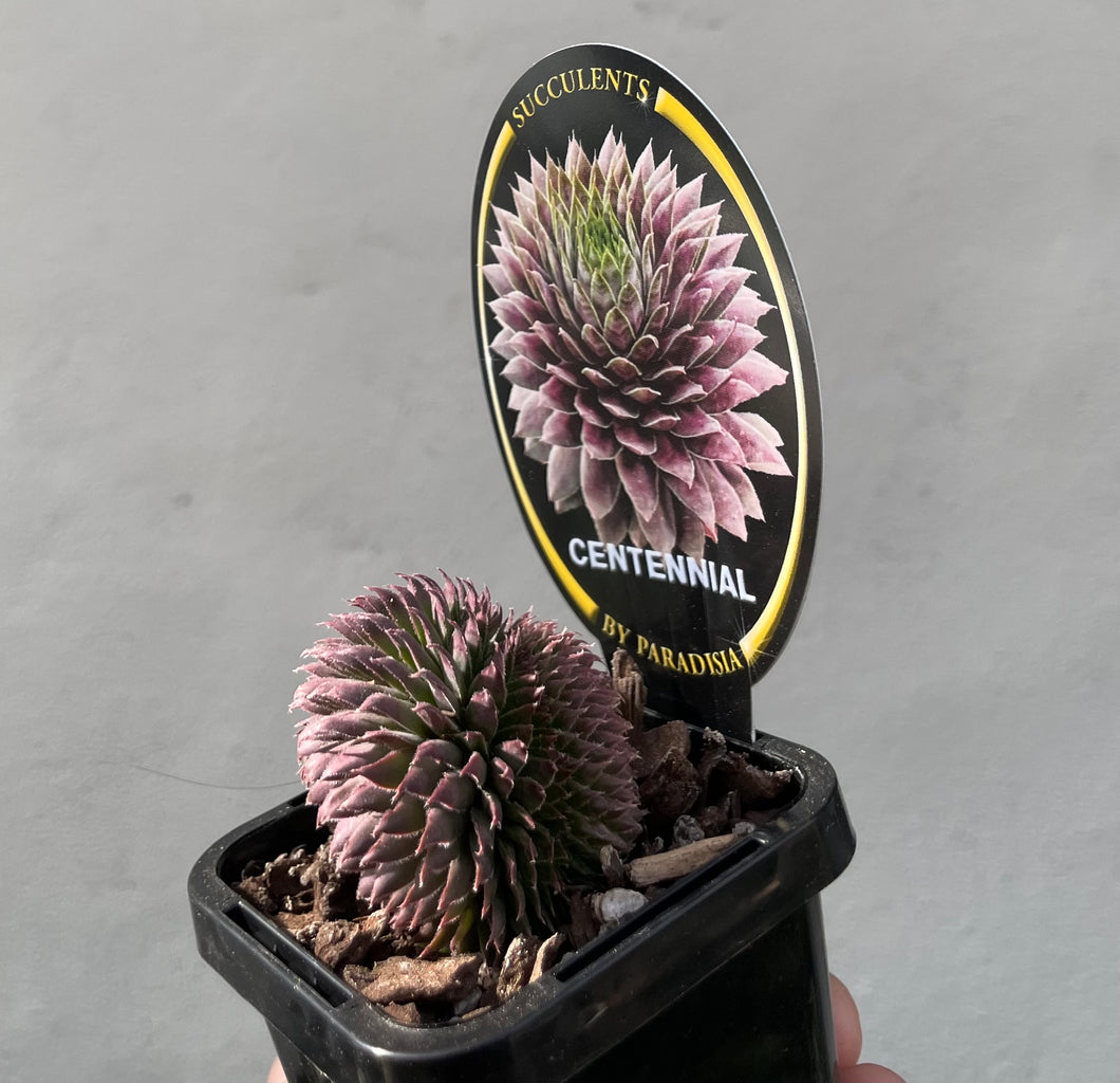 Sempervivum centennial crescent in 7cm pot