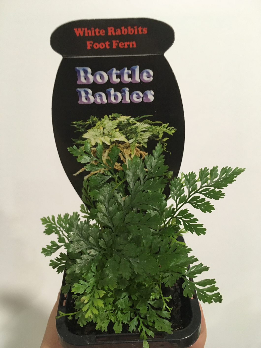 White Rabbit's Foot Fern in 7cm pot