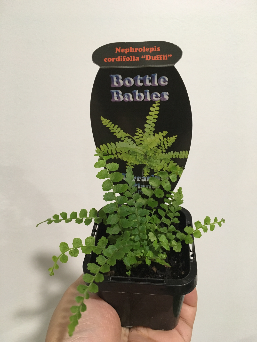 Nephrolepis cordifolia in 7cm pot