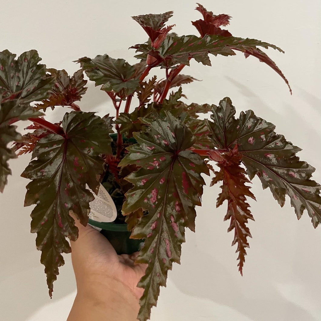 Begonia serratipetala in 13cm pot