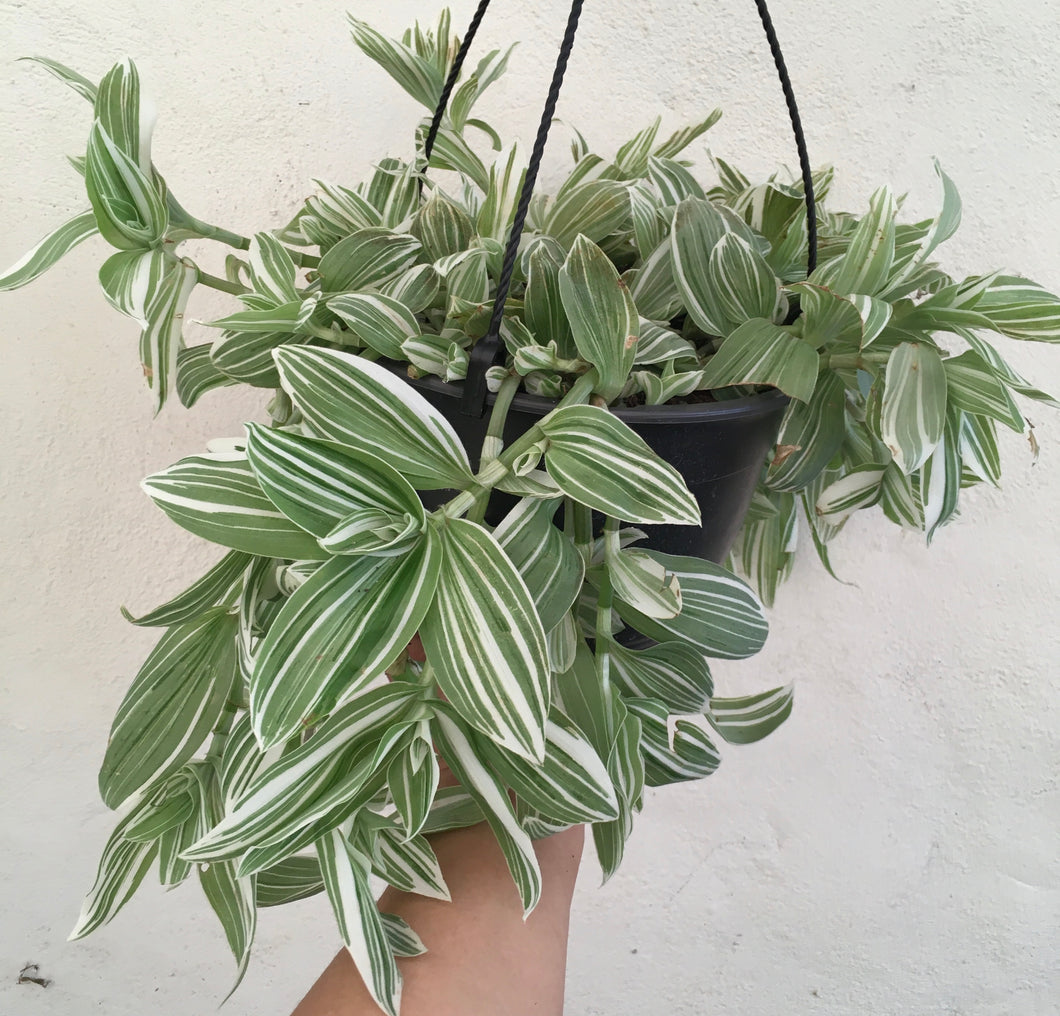 Tradescantia quicksilver in 20cm pot