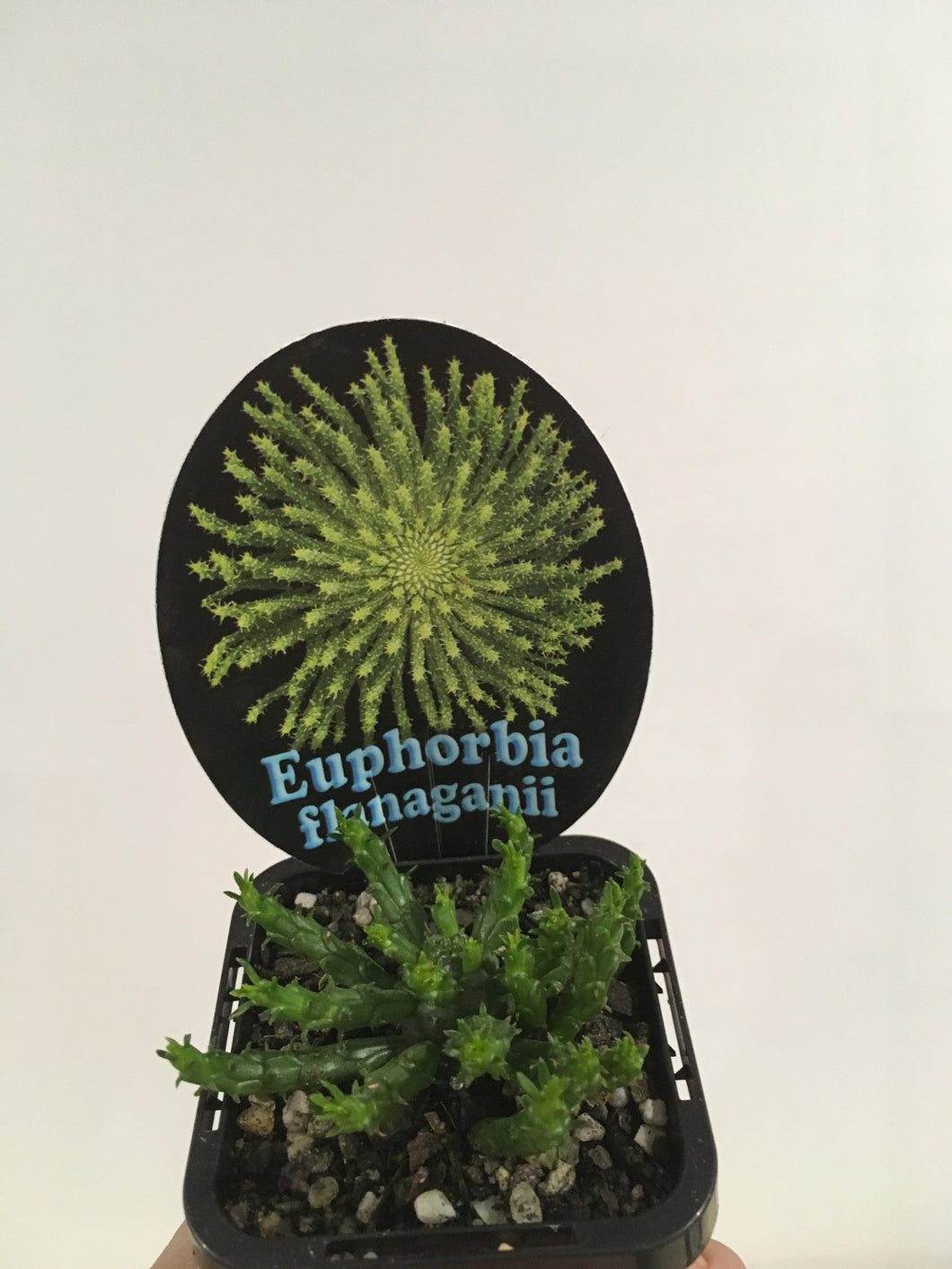 Euphorbia flanaganii in 7cm pot