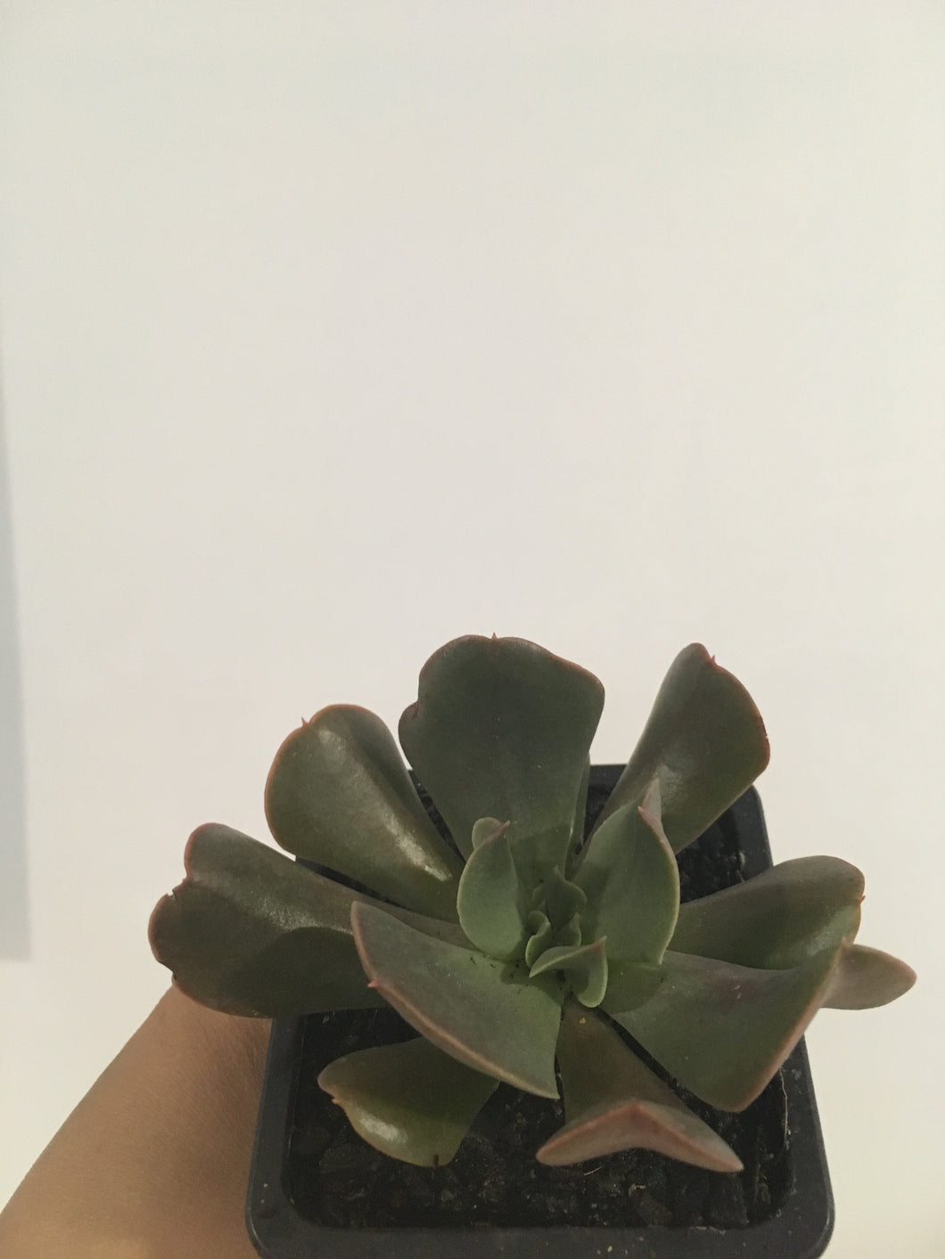 Echeveria Dark Vader in 7.5cm pot