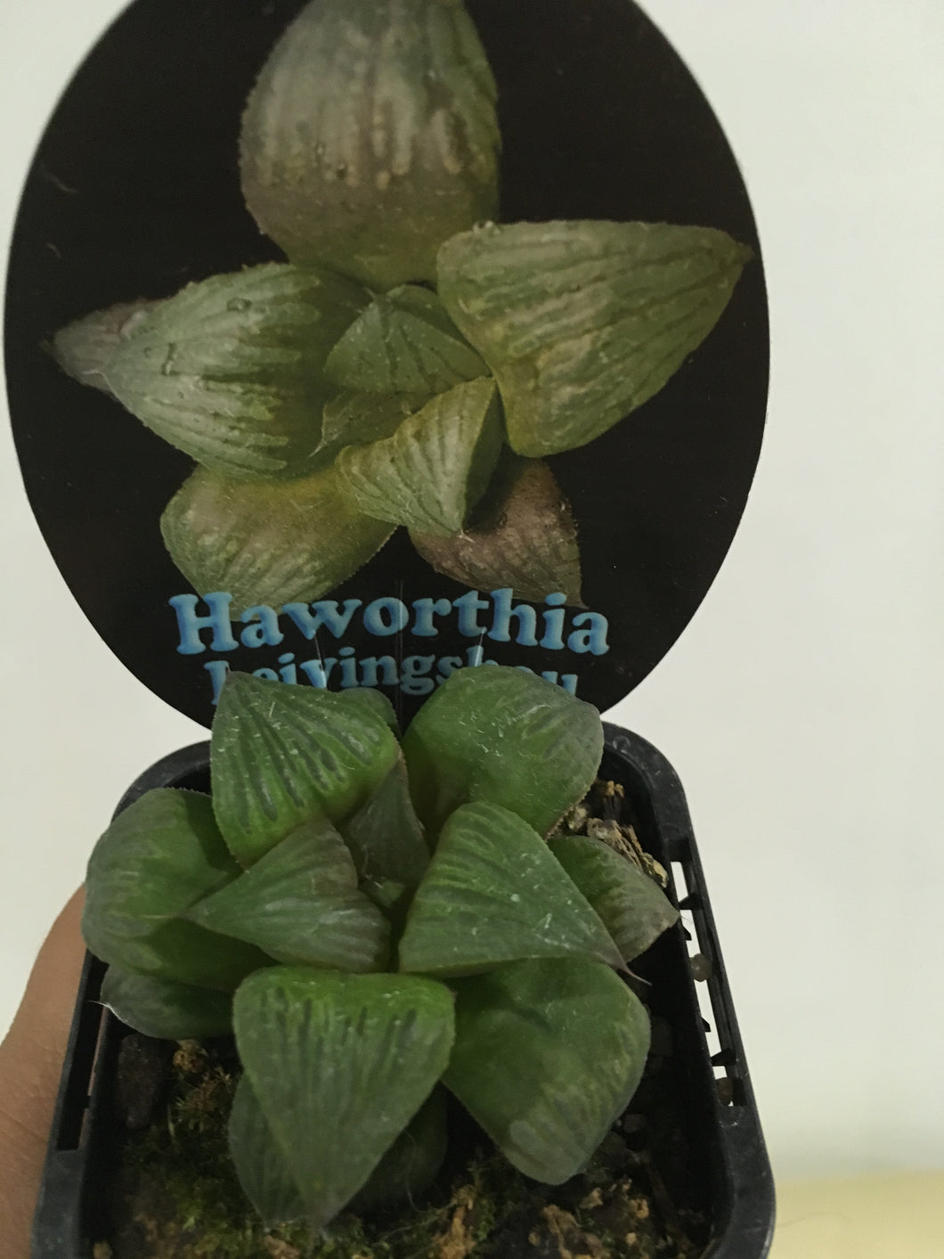 Haworthia Leiyingshou in 7cm pot