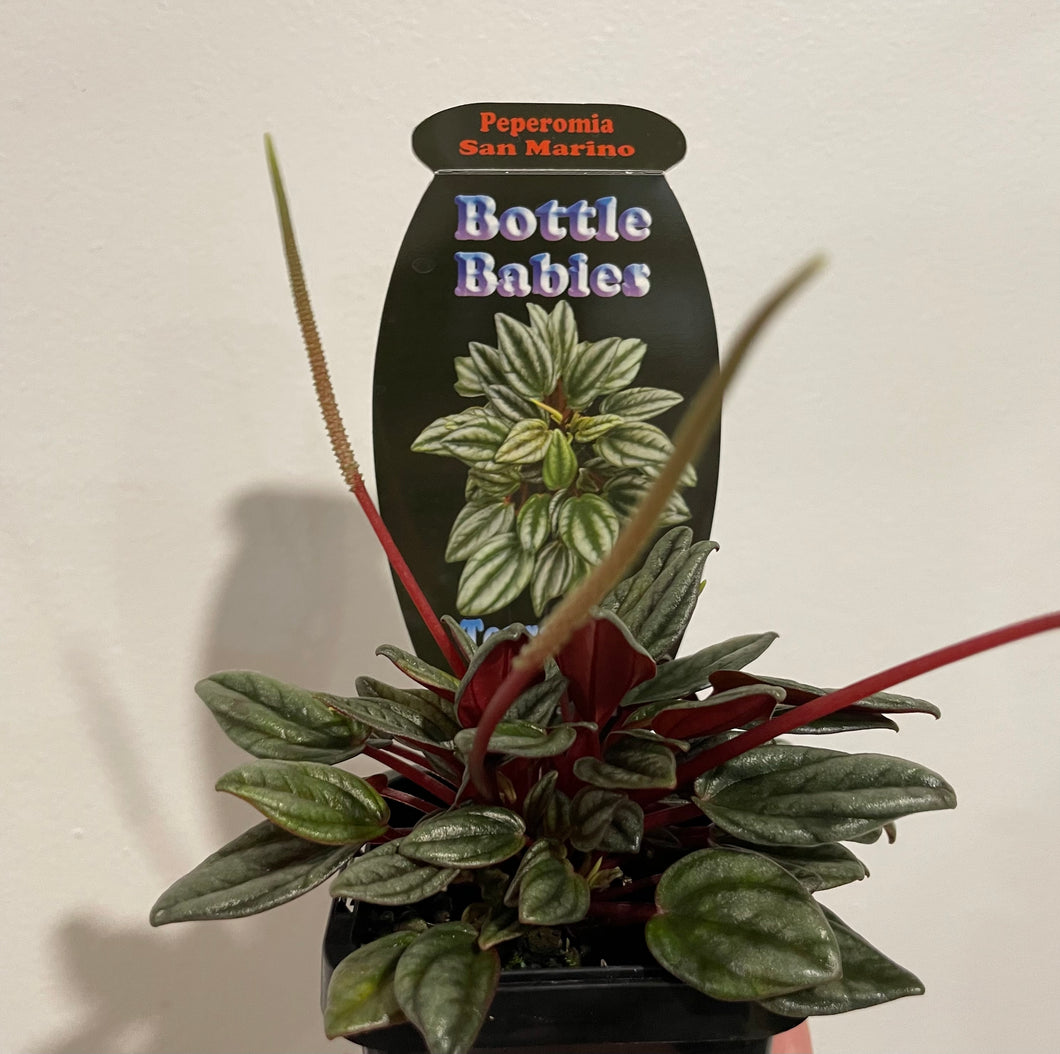 Peperomia san marino in 7cm pot