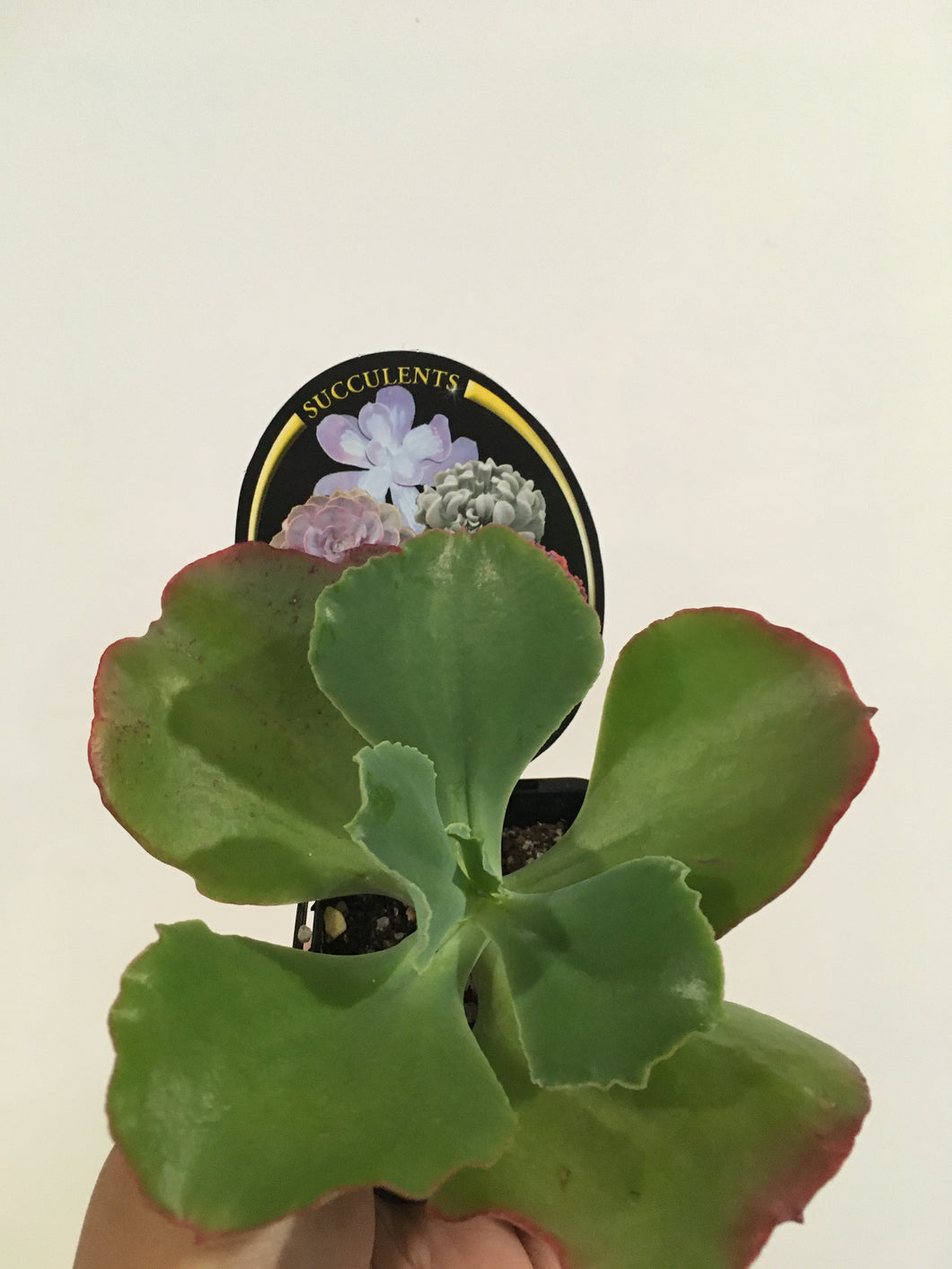 Echeveria hybrid in 7cm pot