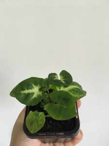 Syngonium Pixie in 7cm pot