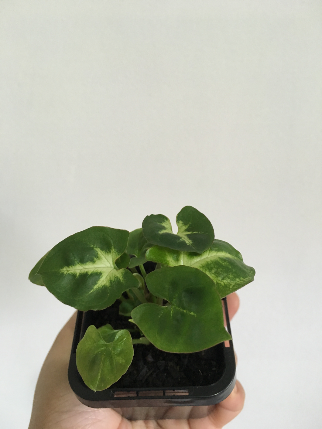 Syngonium Pixie in 7cm pot