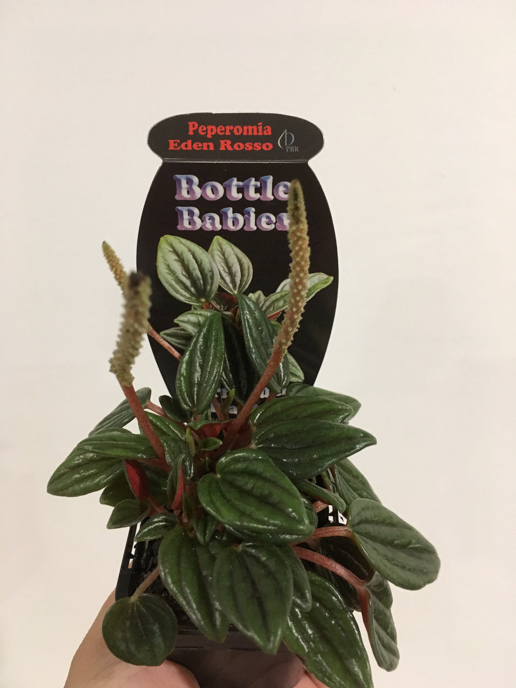 Peperomia Eden Rosso in 7cm pot