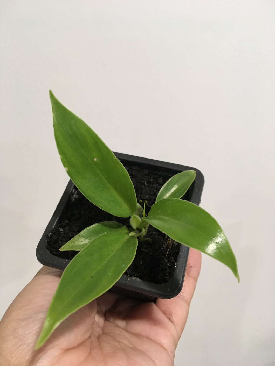 Philodendron Undulatum in 7.5cm pot