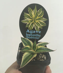 Agave lophantha quadricolor in 7cm pot