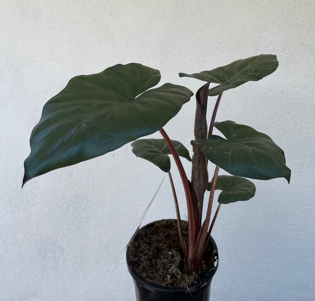Alocasia yucatan princess in 13cm pot