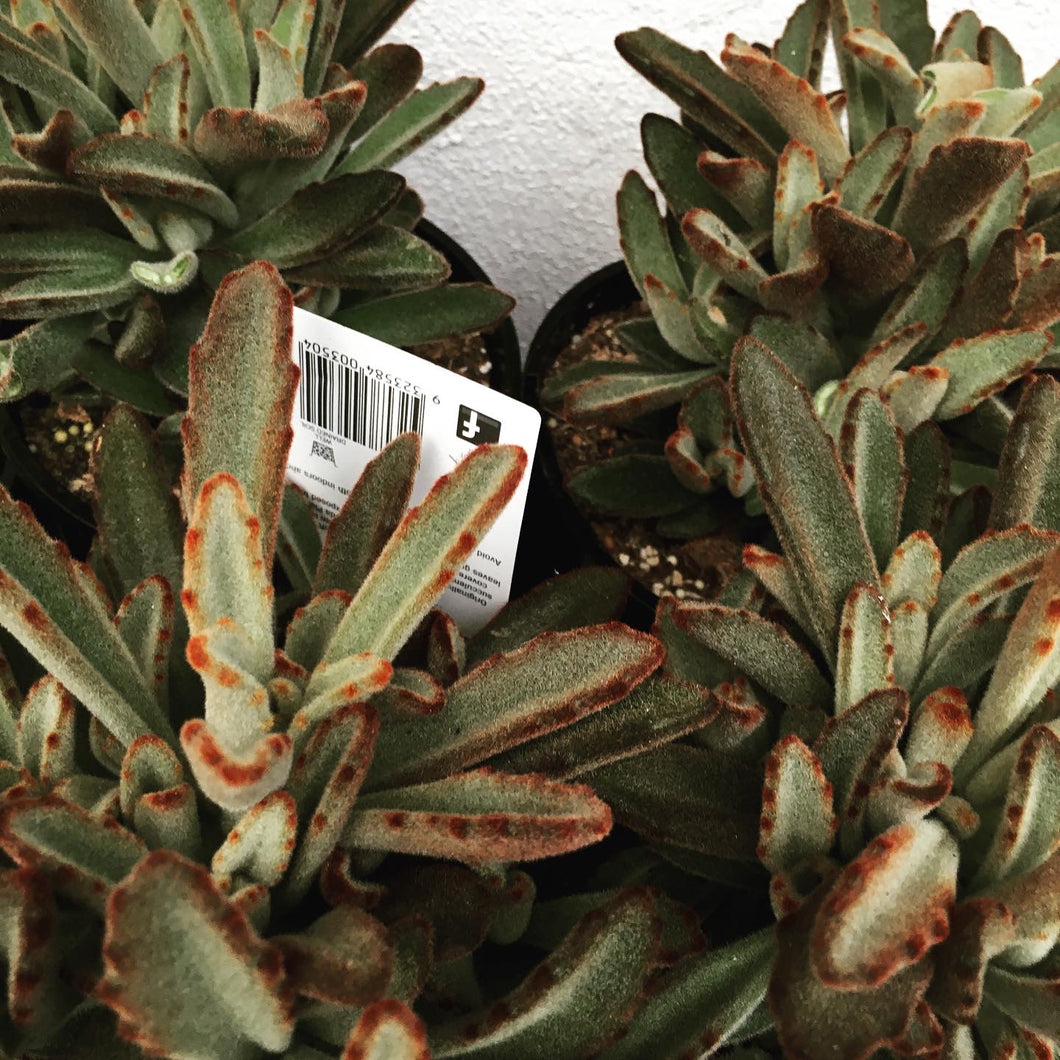 Kalanchoe tomentosa in 14cm