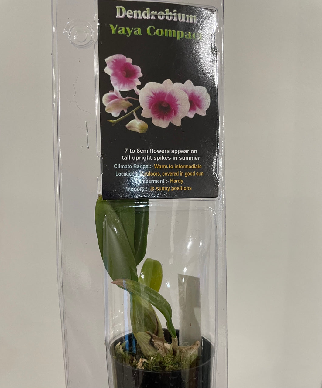 Mini Orchids - Dendrodium