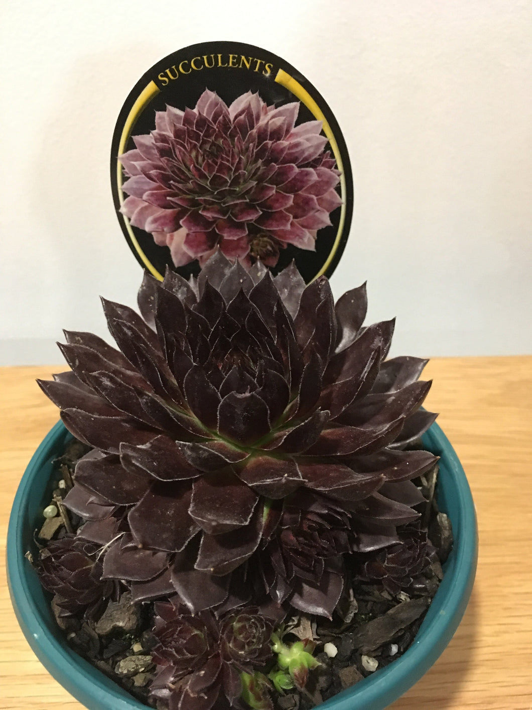 Garielle Sempervivum cultivar in 13cm pot