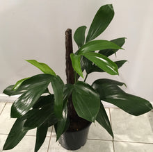 Load image into Gallery viewer, Raphidophora decursiva dragon tail totem in 20cm pot
