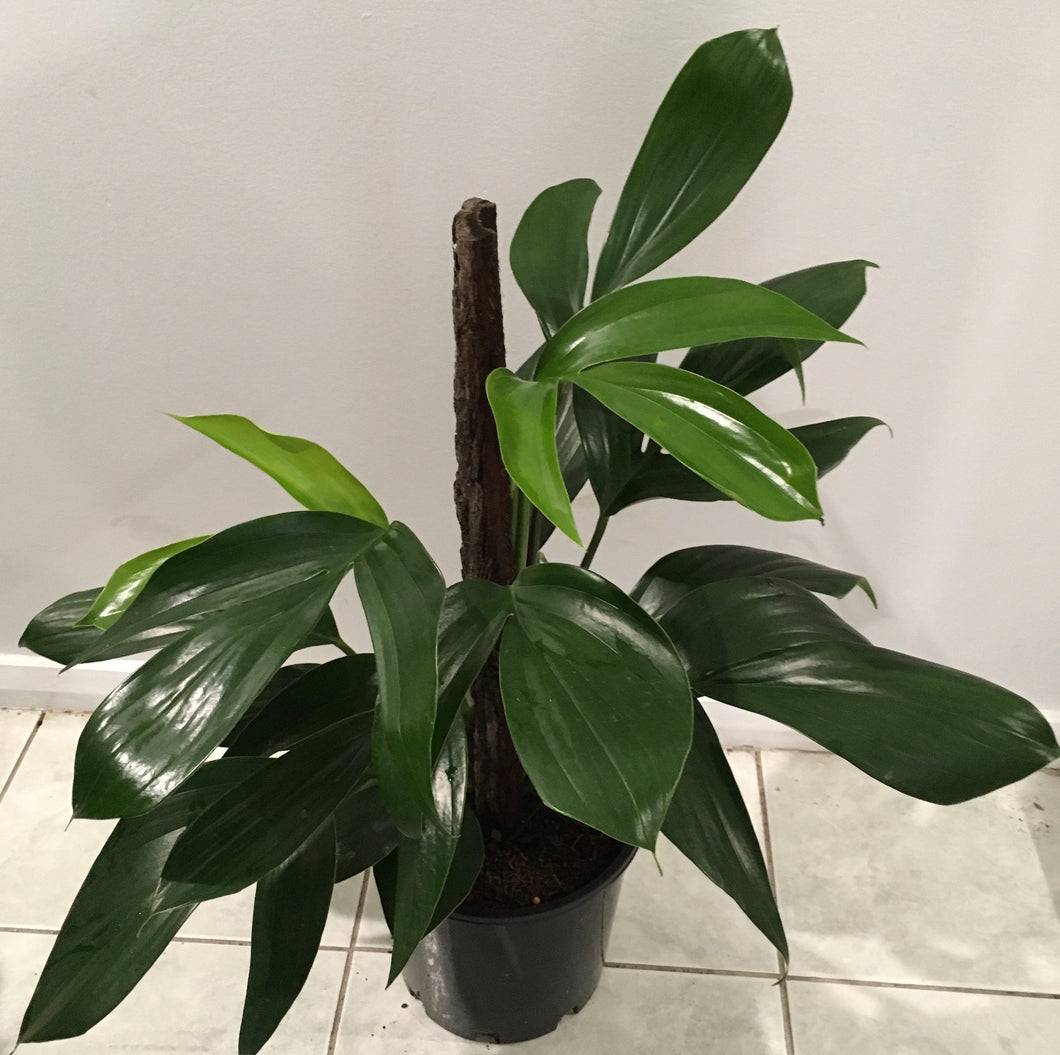 Raphidophora decursiva dragon tail totem in 20cm pot