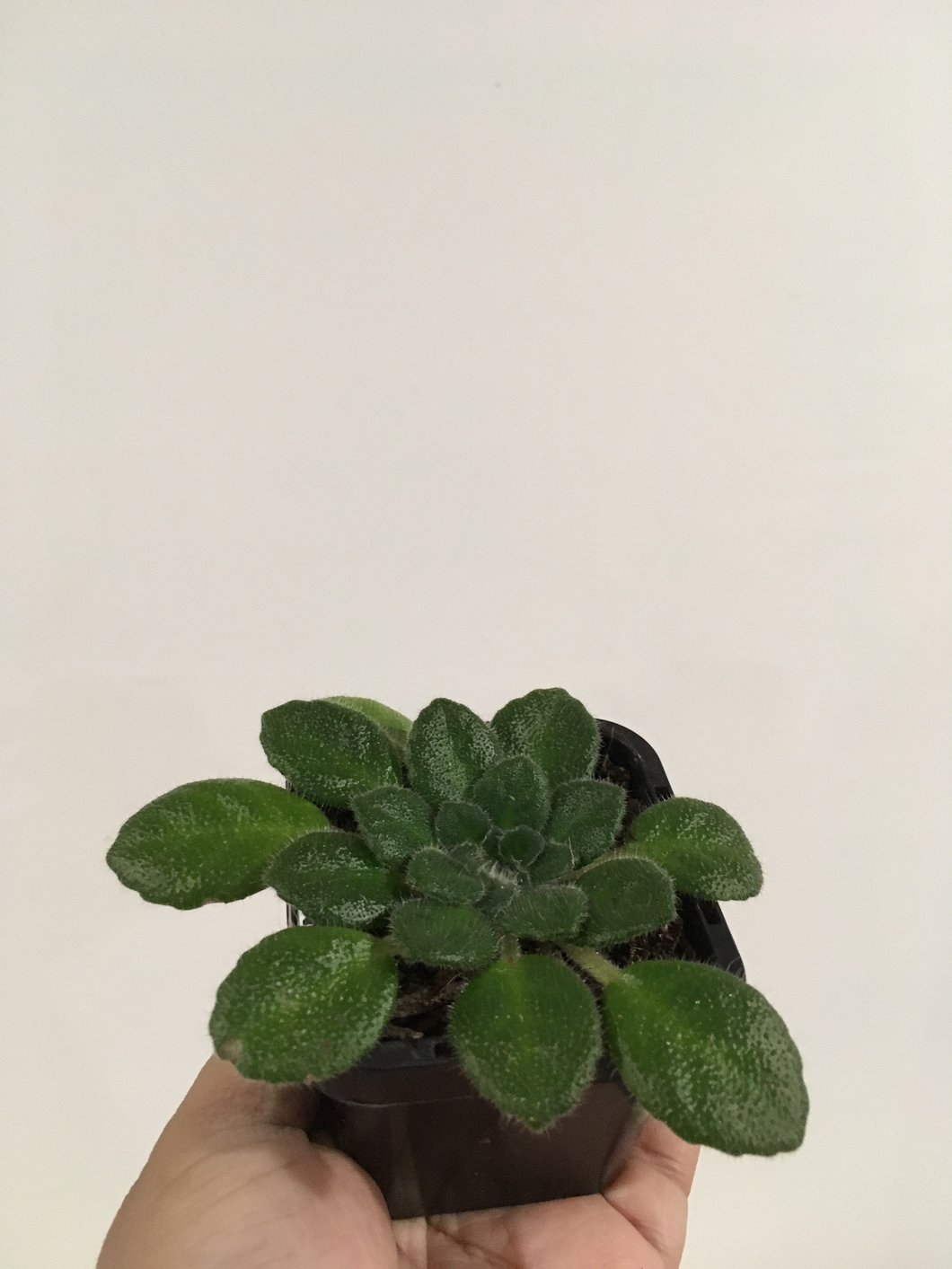 Petrocosmea in 7cm pot