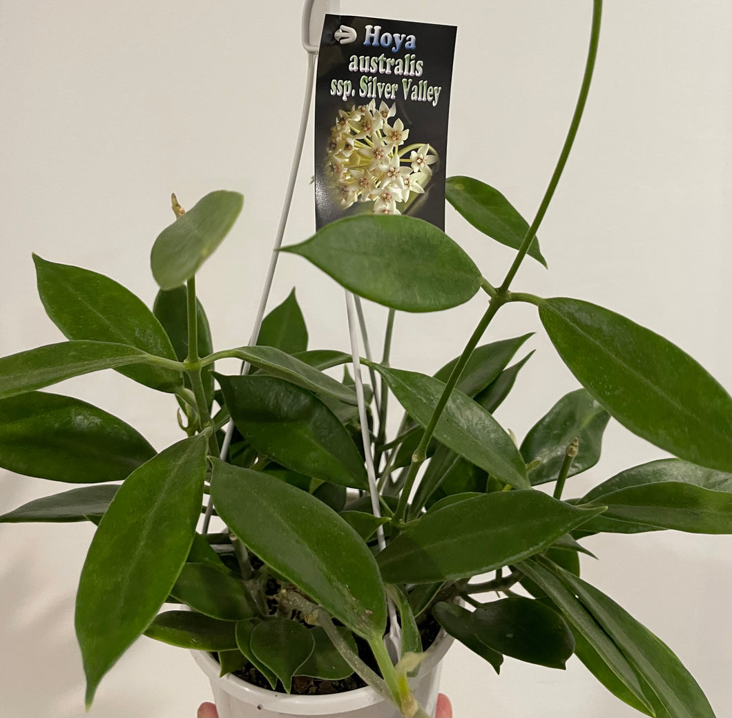 Hoya australis ssp. Silver Valley