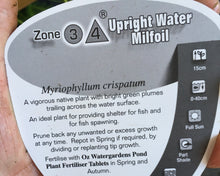 Load image into Gallery viewer, Water Plant - Upright Water Milfoil in 14cm pot
