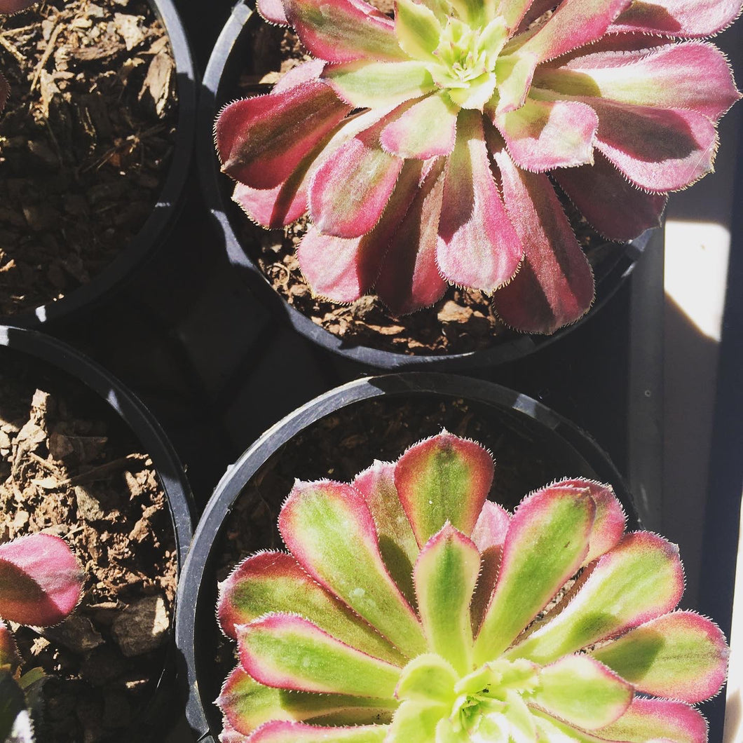 Aeonium mardi gras in 10cm pot