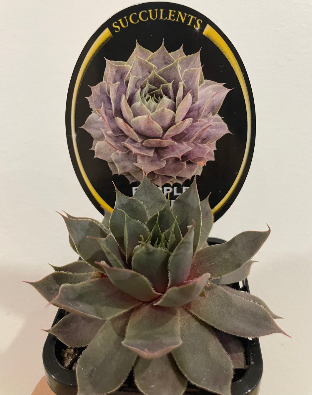 Sempervivum purple velvet in 7cm pot