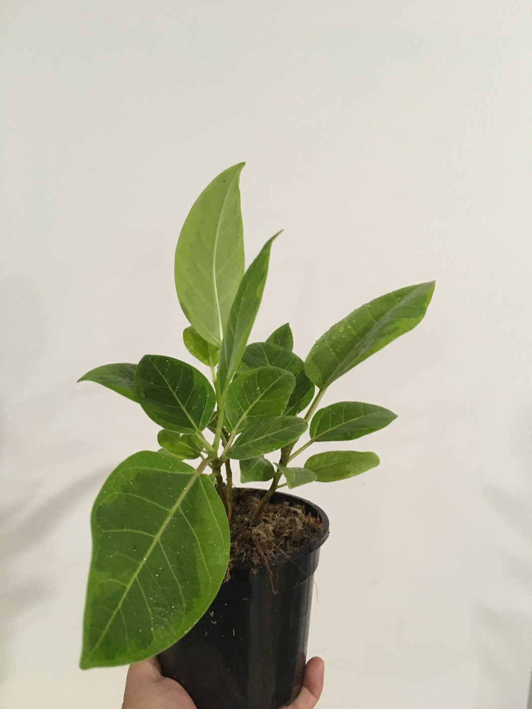Ficus Elastica Yellow Gem in 13cm nursery pot