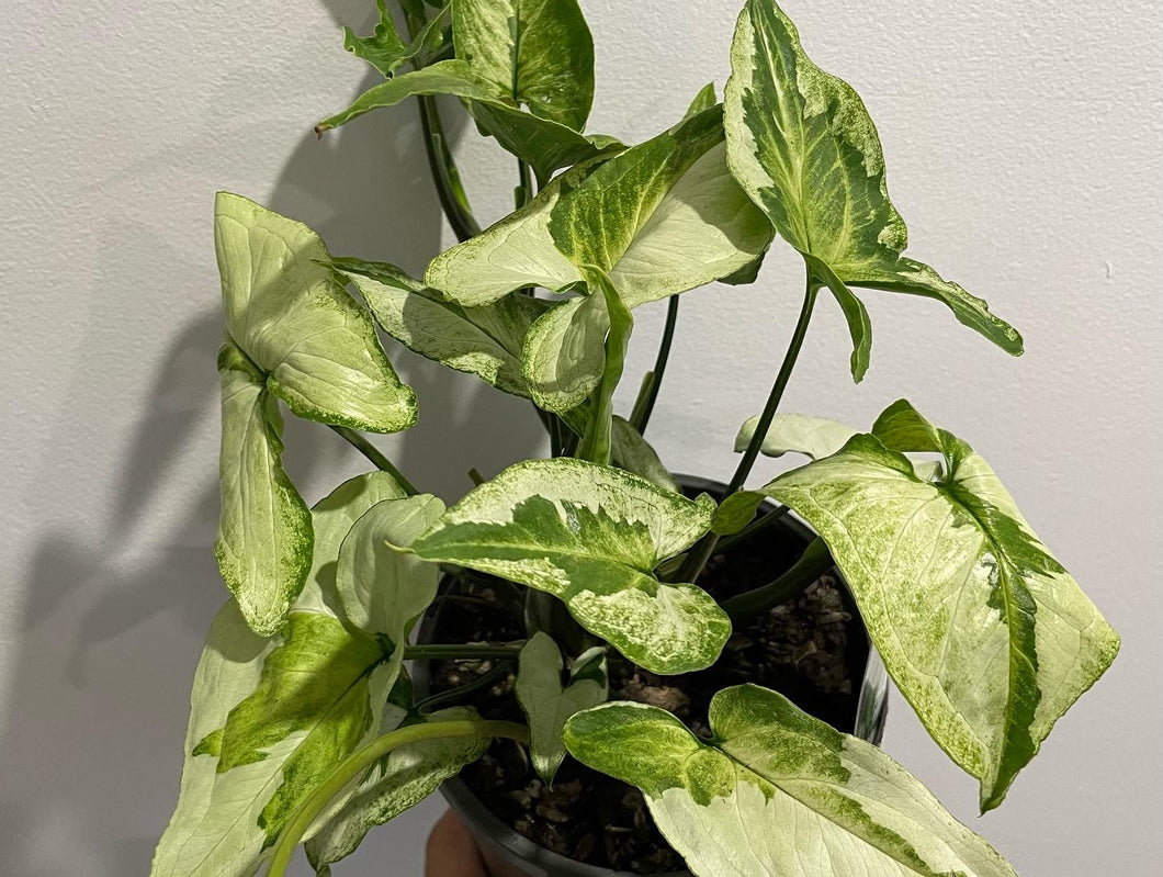 Syngonium three kings 14cm