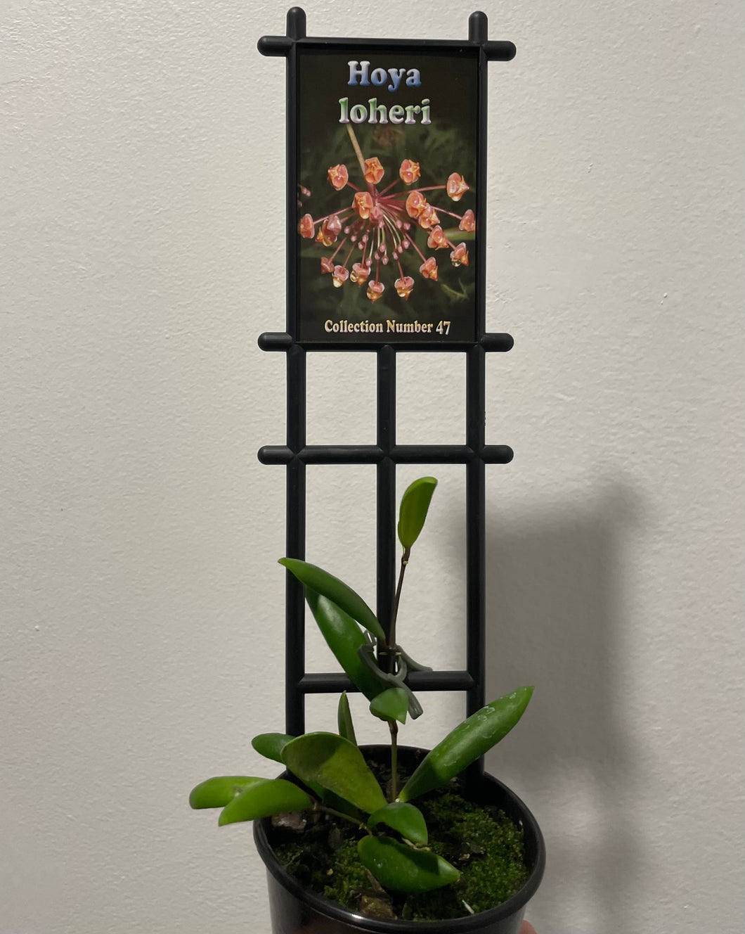 Hoya loherii in 13cm pot