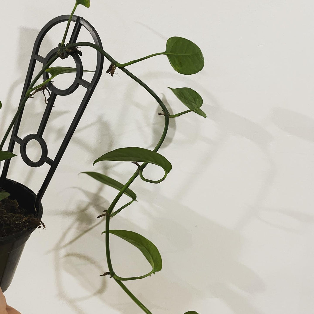 Epipremnum pinnatum 13cm pot