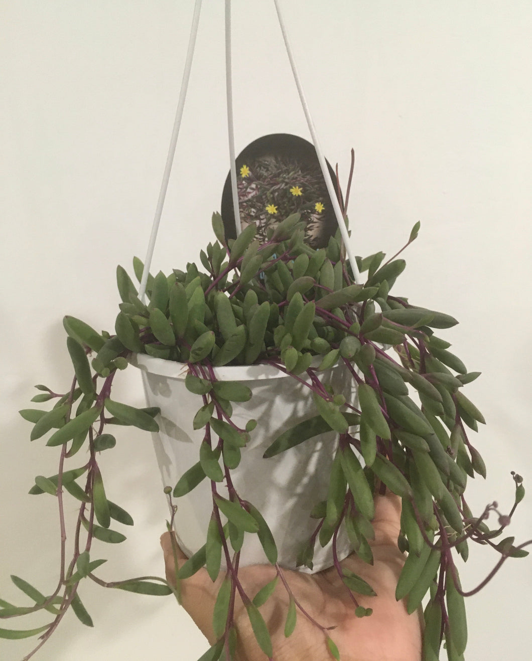 Ruby necklace in 13cm basket